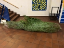 Weihnachtsbaum 2019
